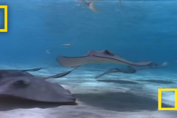 Do stingrays exist in Rhode Island?