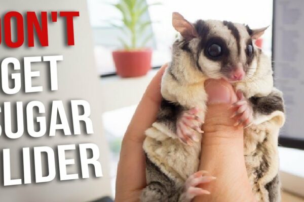Is it legal to own sugar gliders in Rhode Island?