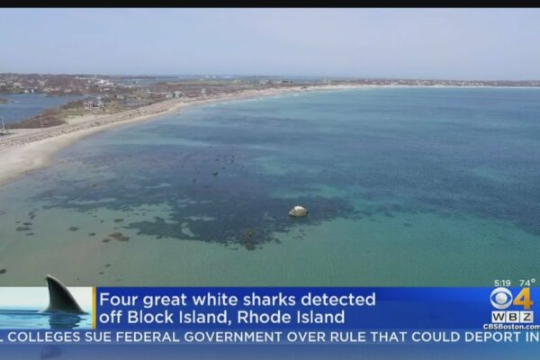 Are sharks present in the vicinity of Rhode Island?