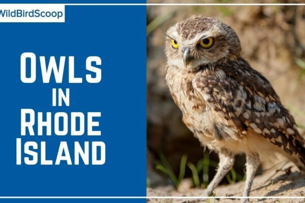 Do owls inhabit Rhode Island?