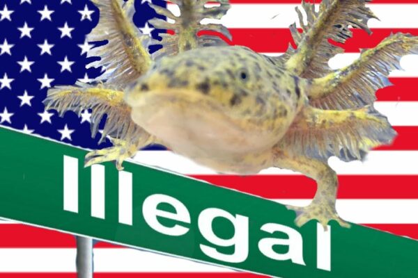 Is it legal to own axolotls in Rhode Island?